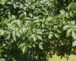 Fraxinus ornus 'Mecsek' - 200 cm stam