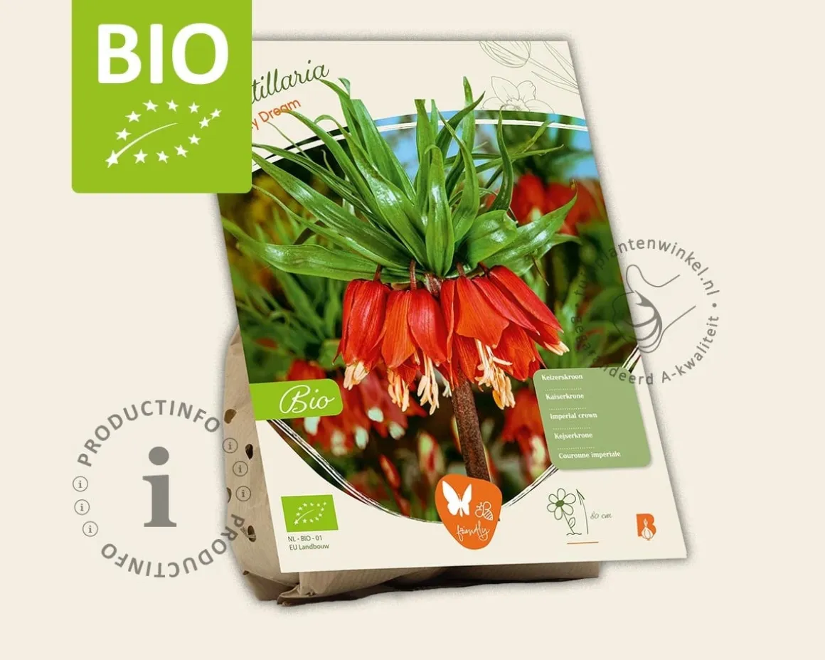 Fritillaria 'Early Dream' - BIO