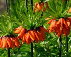 Fritillaria imperialis 'Rubra'