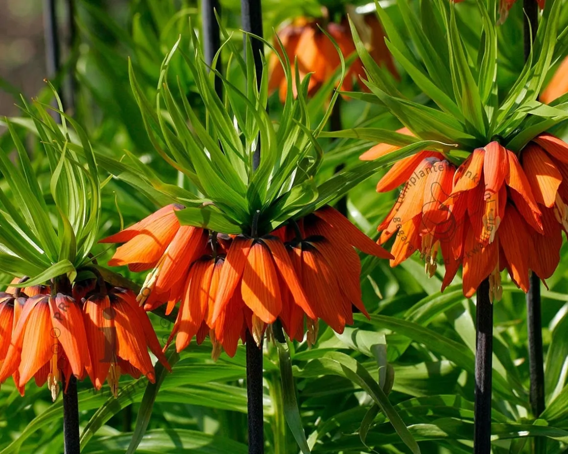 Fritillaria imperialis 'Rubra'