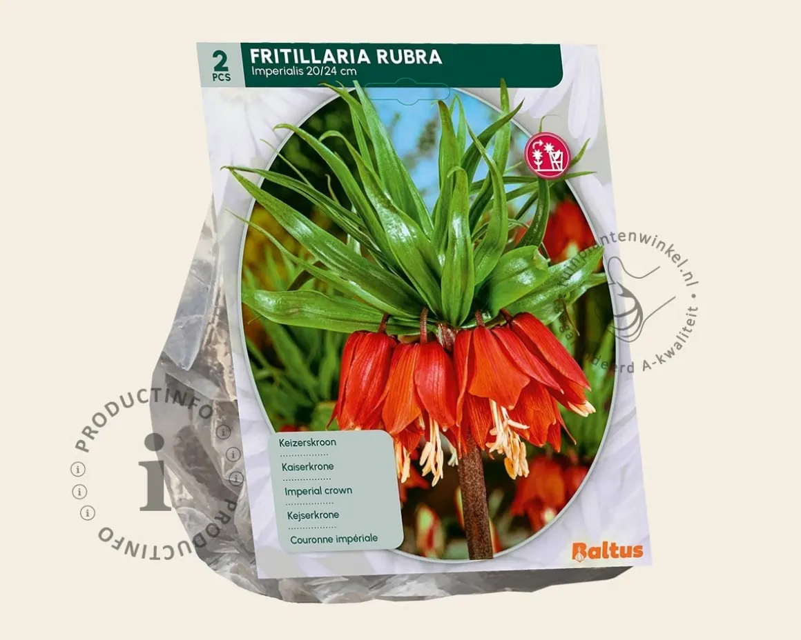 Fritillaria imperialis 'Rubra'
