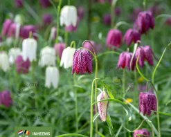 Fritillaria meleagris Mix