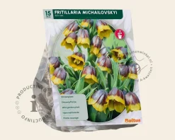 Fritillaria michailovskyi