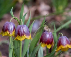 Fritillaria michailovskyi