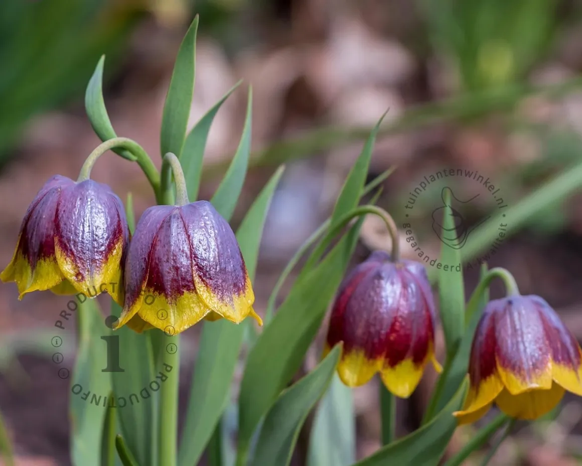 Fritillaria michailovskyi