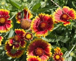 Gaillardia aristata 'Kobold'