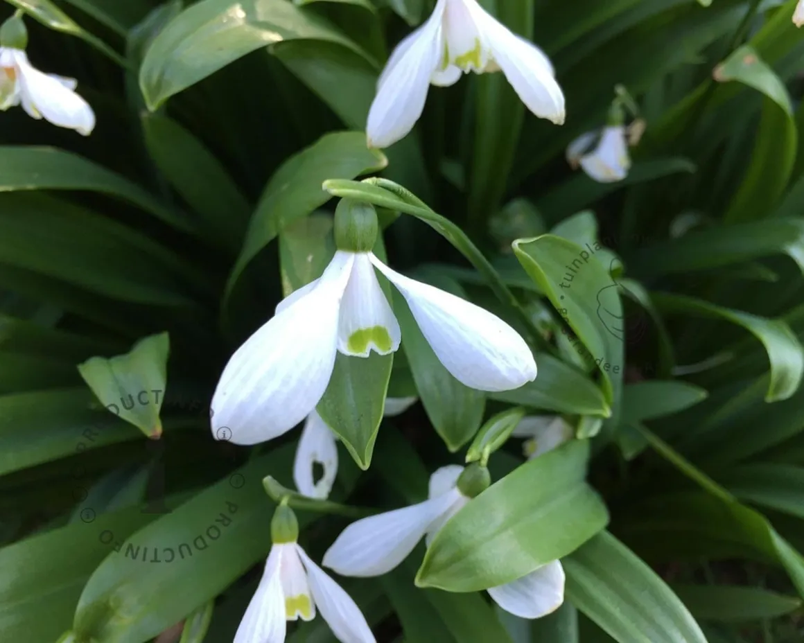 Galanthus woronowii