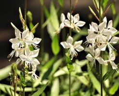 Gaura lindheimeri 'Short Form'