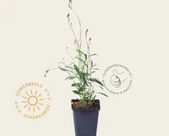 Gaura lindheimeri 'Siskiyou Pink'