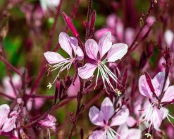 Gaura lindheimeri 'Siskiyou Pink'
