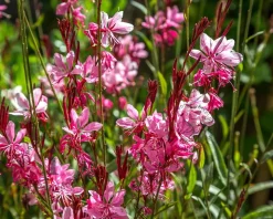 Gaura lindheimeri 'Siskiyou Pink'
