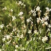 Gaura lindheimeri 'Whirling Butterflies'