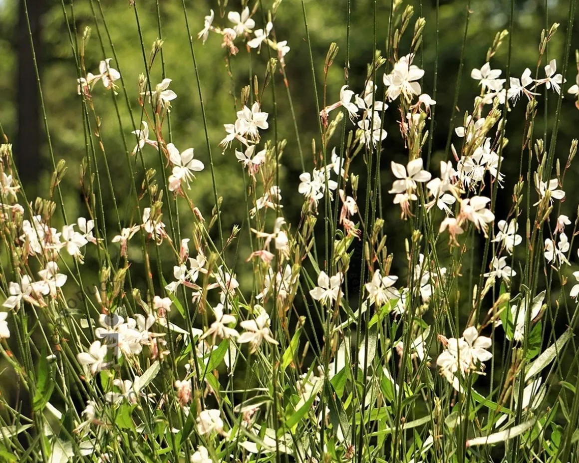 Gaura lindheimeri 'Whirling Butterflies'