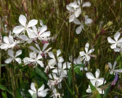 Gaura lindheimeri 'Whirling Butterflies'