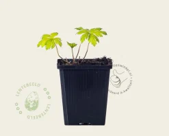 Geranium 'Ann Folkard'