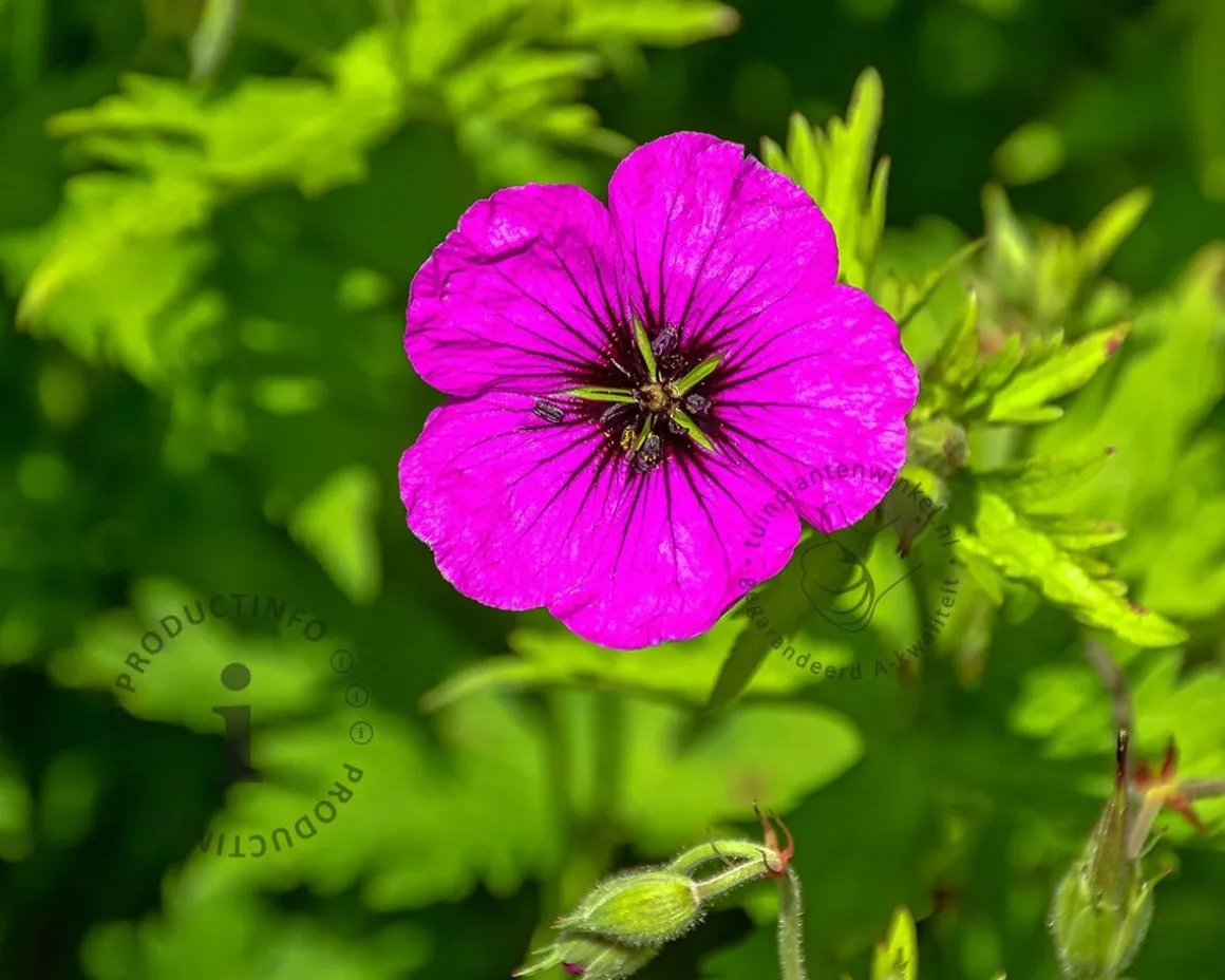 Geranium 'Ann Folkard'