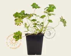 Geranium cantabrigiense 'Biokovo'