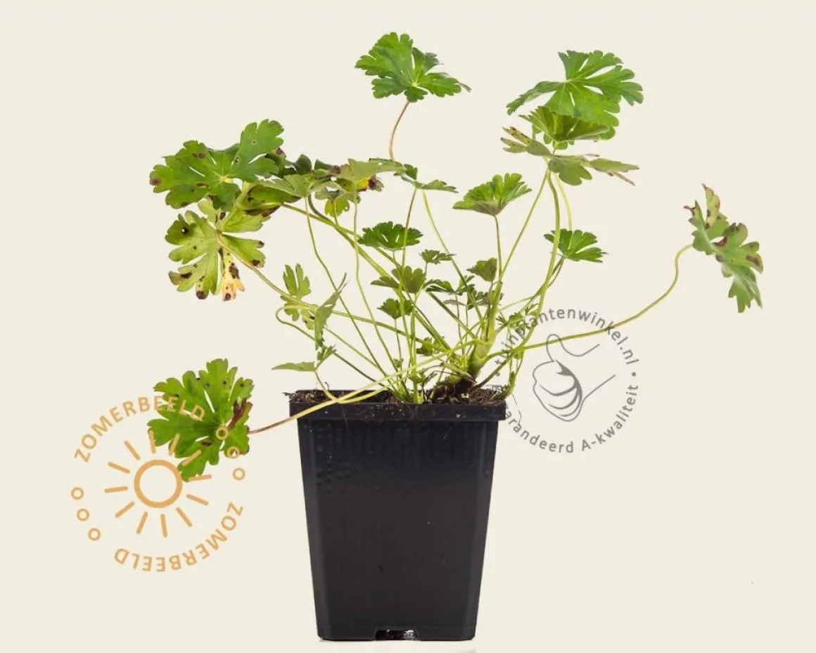 Geranium cantabrigiense 'Biokovo'