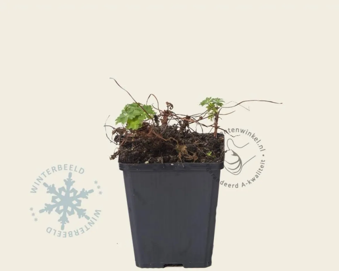 Geranium cantabrigiense 'Biokovo'