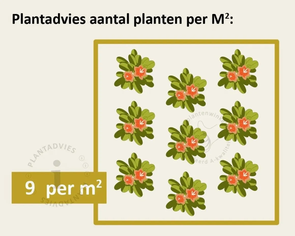 Geranium cantabrigiense 'Biokovo'