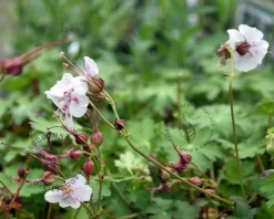 Geranium cantabrigiense 'Biokovo'