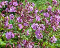 Geranium cantabrigiense 'Cambridge'