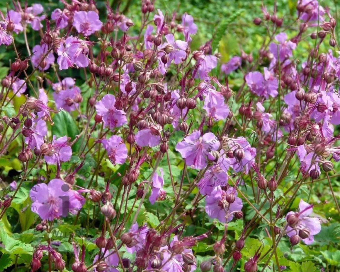 Geranium cantabrigiense 'Cambridge'