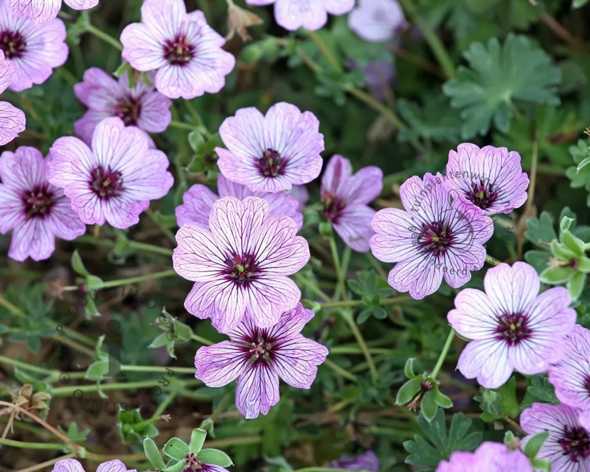 Geranium cinereum 'Ballerina'