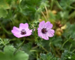 Geranium cinereum 'Ballerina'