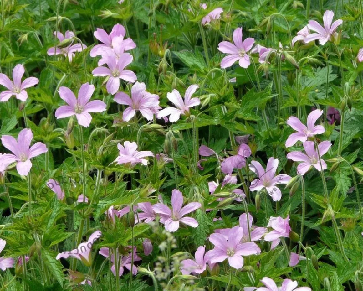 Geranium endressii 'Wargrave Pink'