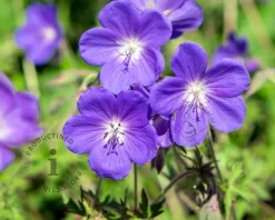 Geranium 'Johnson's Blue'