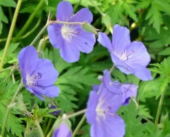 Geranium 'Johnson's Blue'