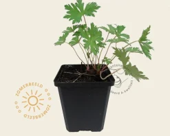 Geranium 'Johnson's Blue'
