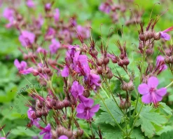 Geranium macrorrhizum 'Czakor'