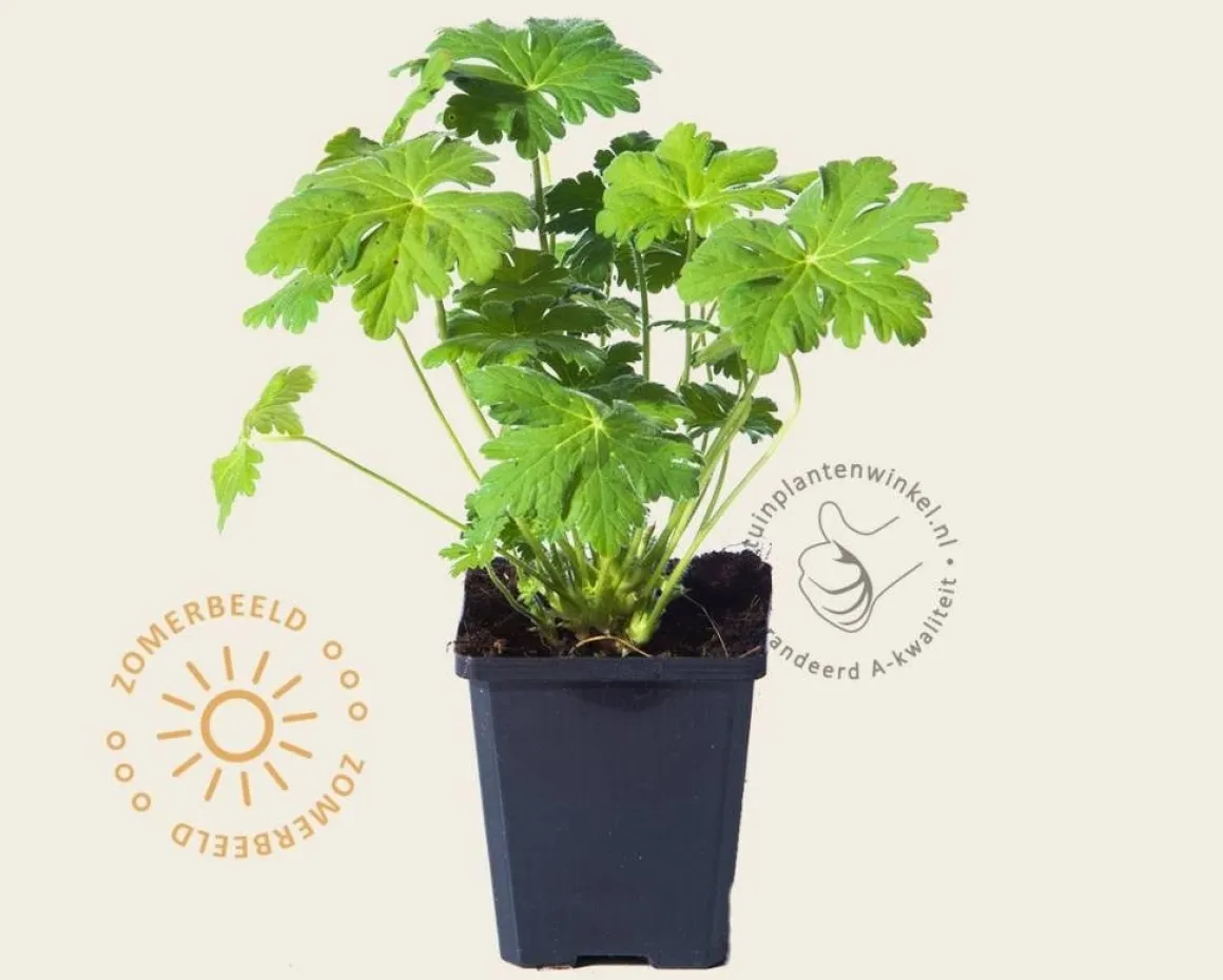Geranium macrorrhizum 'Czakor'