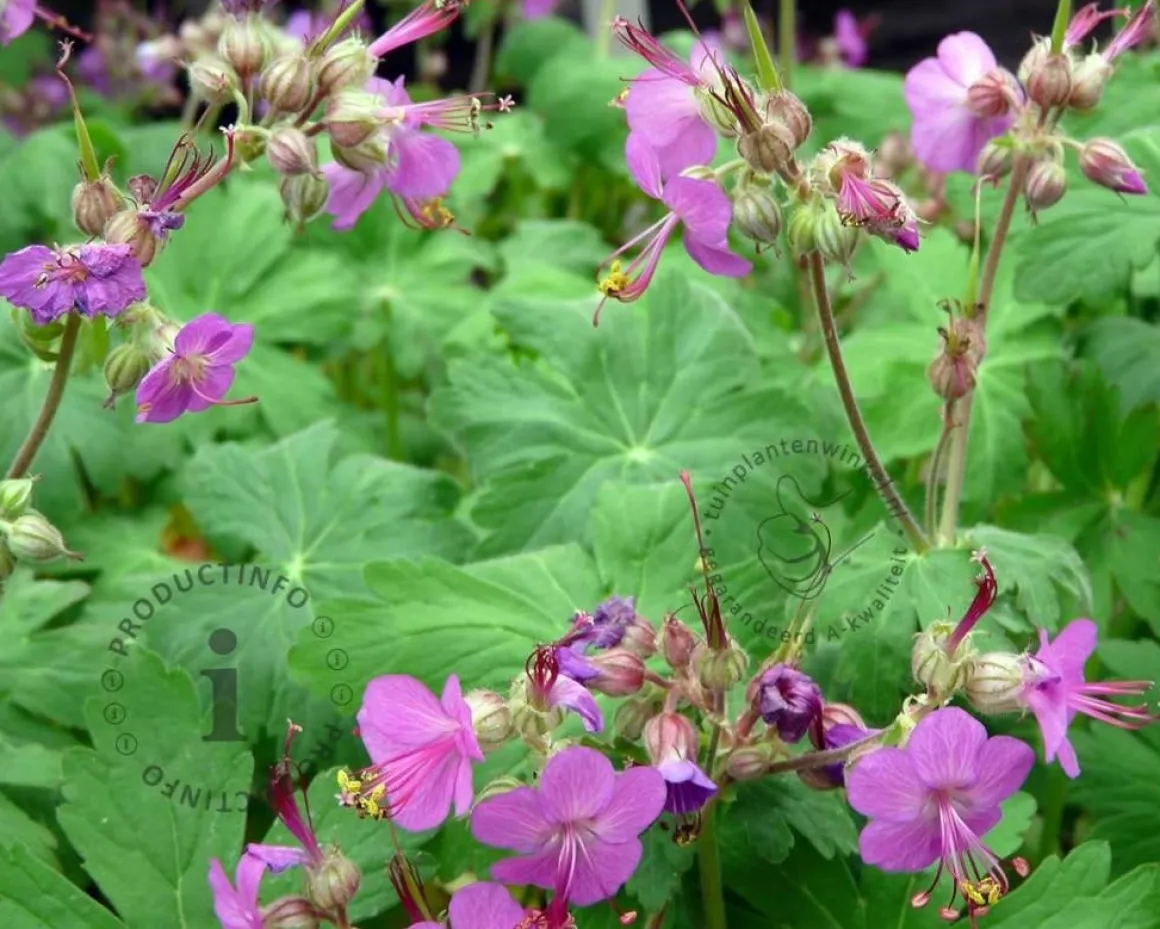 Geranium macrorrhizum 'Czakor'