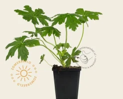 Geranium macrorrhizum 'Ingwersen's Variety'