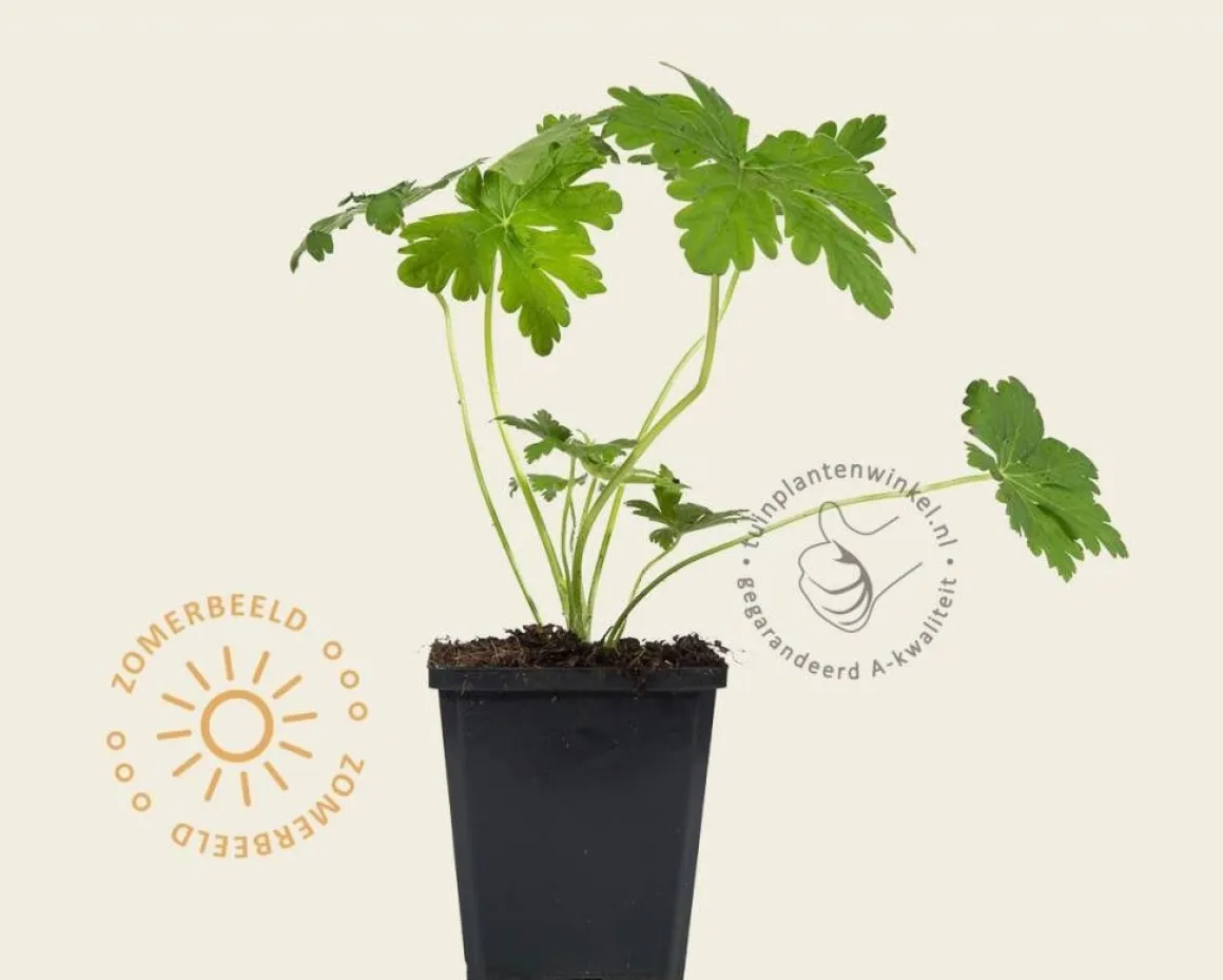 Geranium macrorrhizum 'Spessart'
