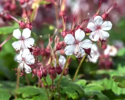 Geranium macrorrhizum 'Spessart'