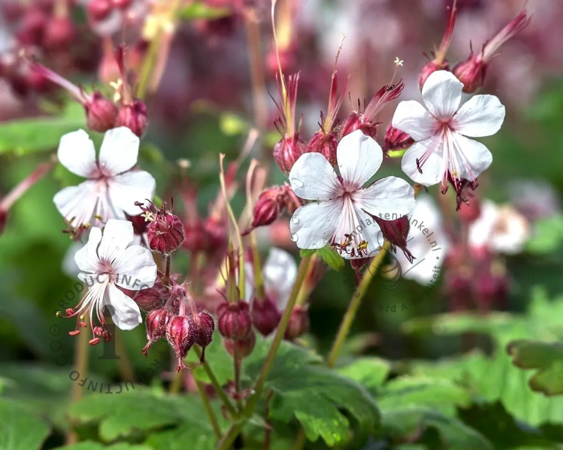 Geranium macrorrhizum 'Spessart'