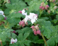 Geranium macrorrhizum 'Spessart'