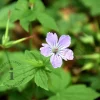 Geranium nodosum