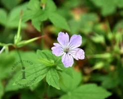 Geranium nodosum