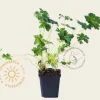 Geranium oxonianum 'Claridge Druce'