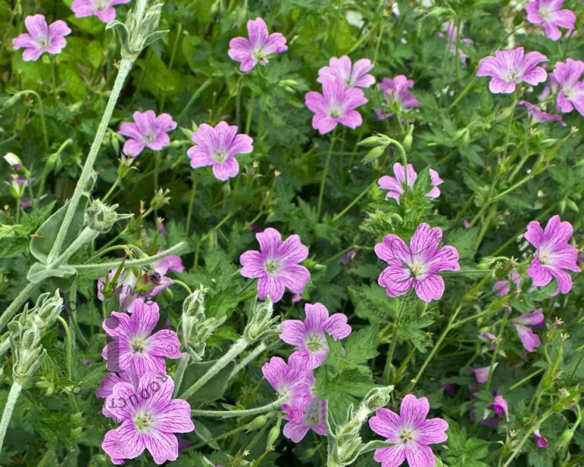 Geranium oxonianum 'Claridge Druce'