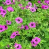 Geranium 'Patricia'