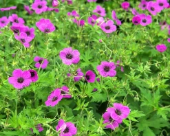 Geranium 'Patricia'