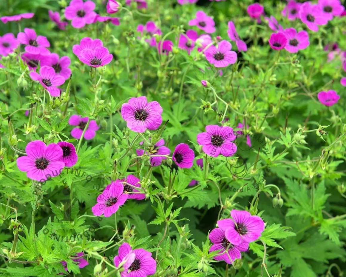 Geranium 'Patricia'