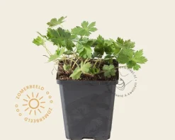 Geranium phaeum