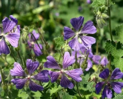 Geranium 'Philippe Vapelle'